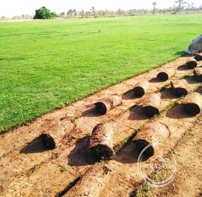 العشب الطبيعي