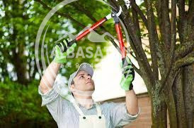 قص وترتيب الشجر