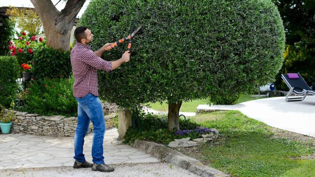 قص وترتيب الشجر